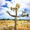 joshuatrees